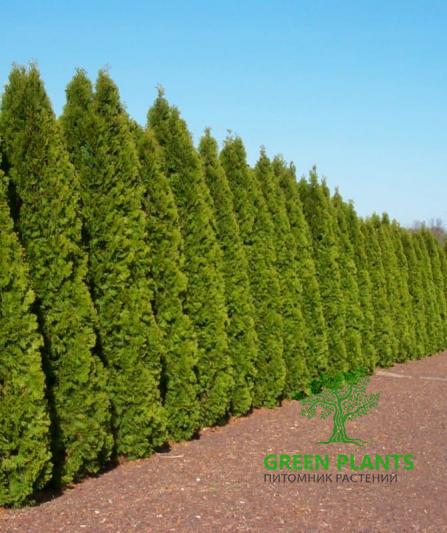 Туя западная пирамидальная «Smaragd» (Экстра) из грунта