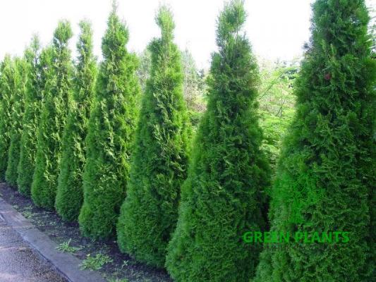Туя западная пирамидальная «Smaragd» из грунта