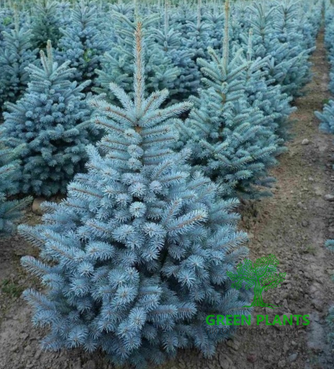 Ель голубая «Super Blue Seedling» из грунта