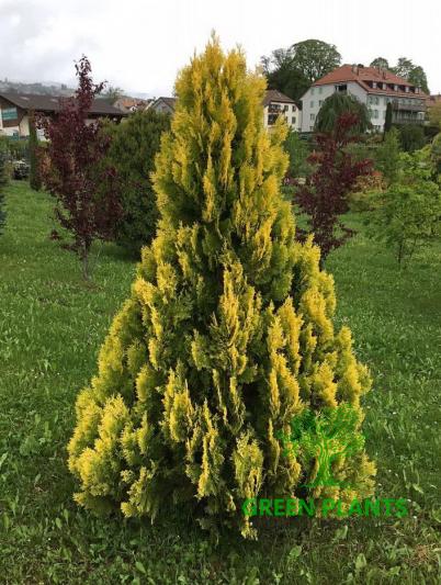 Туя  западная золотистая «Yellow Ribbon» из грунта